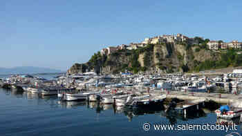 Invasione di meduse al porto di Agropoli: la segnalazione - SalernoToday