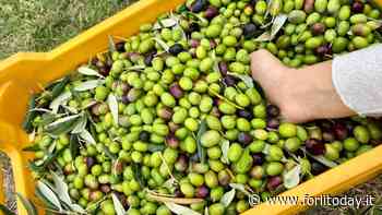 Per tre giorni Bertinoro capitale dell'olio: gli extravergini più pregiati degustati dagli esperti - ForlìToday