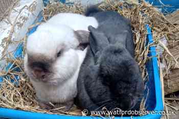 Loveable rabbits seek forever home, from Watford pet rescue centre