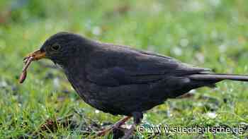 Erste Vögel brüten in Bayern: Zugvögel noch bei der Rückkehr - Süddeutsche Zeitung - SZ.de