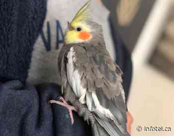 Kamloops family desperate to find missing cockatiel | iNFOnews | Thompson-Okanagan's News Source - iNFOnews