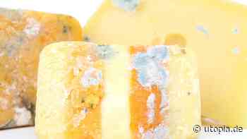 Käse schimmelt oder riecht schlecht? Wann du ihn noch essen kannst - Utopia
