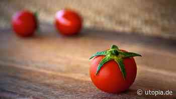 Darum solltest du den grünen Tomatenstrunk niemals essen - Utopia