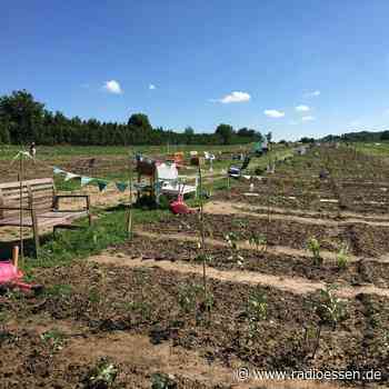 Essen aus Essen - hier könnt Ihr euer eigenes Gemüse anbauen - Radio Essen