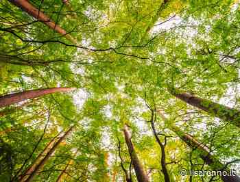 Orti e giardini botanici nelle scuole di Saronno, 75 mila euro per tre istituti - ilSaronno