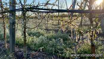 Gelo all’alba nei frutteti del Saluzzese, termometri da -1 a -4 gradi - Cuneodice.it