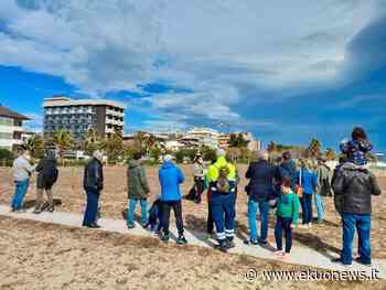 Alba Adriatica, incontro formativo del WWF sul Fratino che torna sulle spiagge - ekuonews.it
