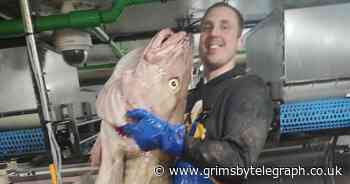 The staggering 50 kilo 'beast' cod fish bought right here in Grimsby - Grimsby Live