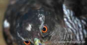 Habicht von Unbekanntem erschossen - Wadern - DIE RHEINPFALZ - Rheinpfalz.de