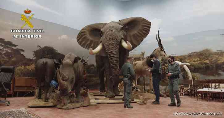 Mehr als 1000 ausgestopfte Tiere in Lagerhalle entdeckt