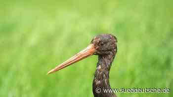 Frankenwald ist "Hotspot" der Schwarzstörche - Süddeutsche Zeitung - SZ.de