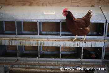 Rhode Island poultry farmers shielding their flocks from bird flu - The Boston Globe
