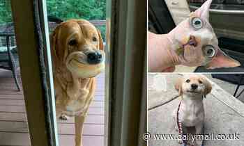 Hilarious photos show people's pets shamelessly stealing human food and getting caught - Daily Mail