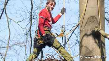 Brüt-Projekt: Ich bau dem Storch ein Baumhaus - BILD