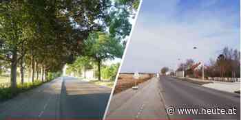 Schüler zeigt Zerstörung durch Bau der Stadtstraße - Heute.at