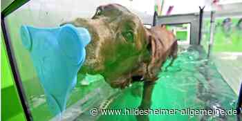 Physiotherapie für Hunde in Hildesheim: Mäxchen zeigt allen, wie's funktioniert - www.hildesheimer-allgemeine.de