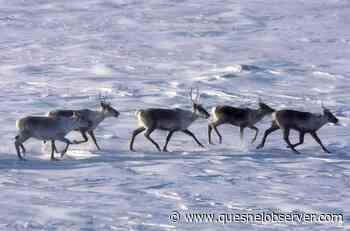Alberta releases recovery plans for two threatened caribou herds – Quesnel Cariboo Observer - Quesnel - Cariboo Observer