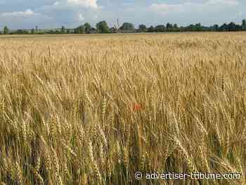 Essays on non-virtual reality #176 - Tiffin Advertiser Tribune