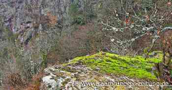 Serie Naturdenkmäler im Kreis Merzig-Wadern: Vogelfels bei Saarhölzbach – Beliebt bei Turmfalken und Wanderern - Saarbrücker Zeitung