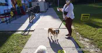 Elections Ontario offering more options for voting other than in person on June 2