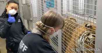 Calgary zoo animals get first dose of COVID-19 vaccine - Global News