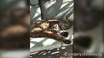 Unofficial mascot: 3-pawed bobcat charms northeast Calgary community - CTV News Calgary