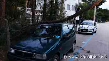 Forti raffiche di vento spazzano la costa, albero cade su auto in sosta al Lido - Termoli Online