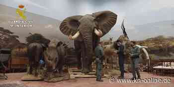 Elefanten, Nashörner, Eisbären: 1090 ausgestopfte Tiere in spanischer Lagerhalle entdeckt
