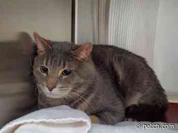 MOCO Adoptable Pets: Sunny, Lucille Ball, Clair, Mini And Belen - Patch