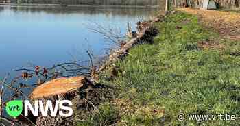 Oeverversteviging van de Paalse Plas in Beringen is vertraagd doordat hout uit de Balkan achterblijft - VRT NWS