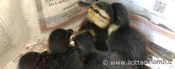 Monza: boom di nascite di germani reali, Enpa ne salva 5 abbandonati nel canale Villoresi in secca - Il Cittadino di Monza e Brianza