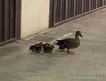 Monza, il germano reale (mamma) con i suoi otto anatroccoli a spasso nel cortile del parrucchiere - Corriere Milano