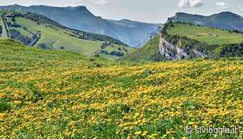 Primavera in montagna: le più belle fioriture dell'arco alpino - SiViaggia