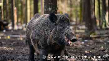 Wildschwein „Putin“ heißt jetzt „Eberhofer“
