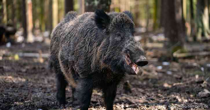 Wildschwein «Putin» heißt jetzt «Eberhofer»