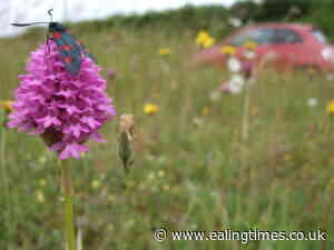 Council relaunches campaign to protect Dorset's roadside verges - Ealing Times