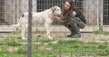 In arrivo nel canile 25 nuovi box - Gazzetta di Parma