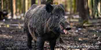 Wegen Russlands Angriffskrieg: Wildschwein „Putin“ heißt jetzt „Eberhofer“