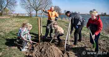 Nieuwe bomen herstellen het iconische lint van groene bakens langs de Maas - AD.nl