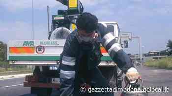 Carpi. A Gargallo si sperimenta il piano anti-zanzara tigre con i maschi sterilizzati - La Gazzetta di Modena
