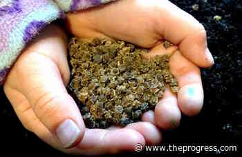 Seedlings, seeds will be exchanged during Valley Permaculture Guild's AGM – Chilliwack Progress - Chilliwack Progress