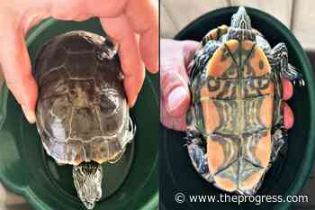 Charges possible for attempting to sell threatened turtle in Kelowna – Chilliwack Progress - Chilliwack Progress