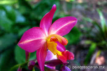Ya viene el Festival Internacional de la Orquídea en Coatepec | PalabrasClaras.mx - PalabrasClaras.mx