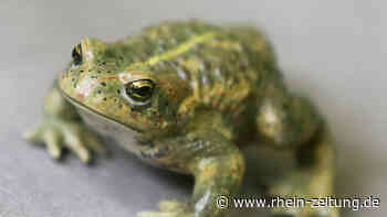 Auflage für neues Industriegebiet: Polch muss Kreuzkröte umsiedeln - Rhein-Zeitung