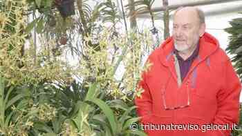 Giganti, rare e sontuose: le orchidee di Facchin alla mostra di Asolo - La Tribuna di Treviso