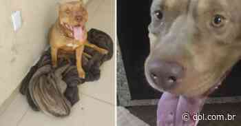 Pitbull morde tomada e perde parte da língua em Juazeiro - DOL - Diário Online