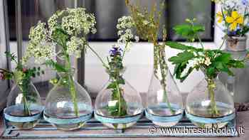 Come far crescere un prato sul balcone di casa - BresciaToday