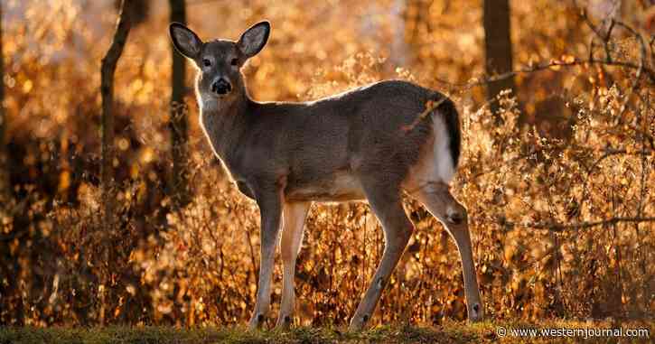 Feds Slaughtered 200 Animals Per Hour, Including Hundreds of Thousands of Native Species