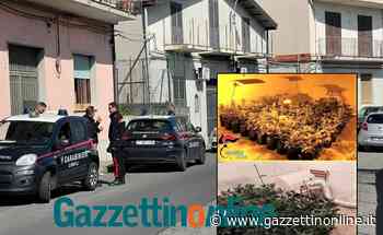 Giarre, i particolari dell’operazione antidroga in un appartamento di corso delle Province - Gazzettinonline