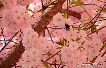 Plattling blüht auf - Plattling - Passauer Neue Presse - PNP.de